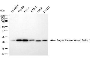 Western blotting analysis using Polyamine modulated factor 1 antibody (ABIN7799872). (Recombinant PMF1 抗体)