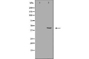 Western blot analysis of extracts of K562 lysate, using P2RY4antibody.