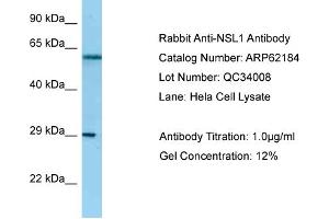 Western Blotting (WB) image for anti-NSL1, MIND Kinetochore Complex Component, Homolog (NSL1) (C-Term) antibody (ABIN2789054) (NSL1 抗体  (C-Term))