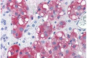 Human Adrenal (formalin-fixed, paraffin-embedded) stained with LYPD3 antibody ABIN351429 at 15 ug/ml followed by biotinylated goat anti-rabbit IgG secondary antibody ABIN481713, alkaline phosphatase-streptavidin and chromogen. (LYPD3 抗体  (C-Term))