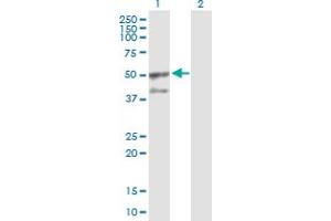 Western Blot analysis of GORASP2 expression in transfected 293T cell line by GORASP2 MaxPab polyclonal antibody. (GORASP2 抗体  (AA 1-452))