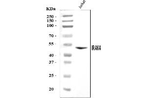 Western blot analysis of IRAK4 using anti-IRAK4 antibody (ABIN7601687).