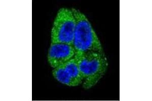 Confocal immunofluorescent analysis of DARS1 Antibody (N-term) Cat. (DARS 抗体  (N-Term))