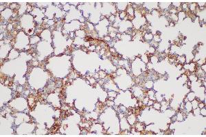 Immunohistochemistry of paraffin-embedded Mouse lung using FGA Polycloanl Antibody at dilution of 1:200 (FGA 抗体)