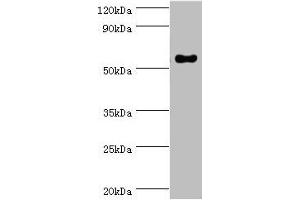 Western blot All lanes: IFNGR1 antibody at 2 μg/mL + Mouse lung tissue Secondary Goat polyclonal to rabbit IgG at 1/10000 dilution Predicted band size: 55, 22 kDa Observed band size: 55 kDa (IFNGR1 抗体  (AA 270-489))