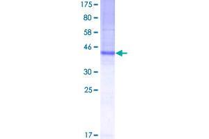 SDS-PAGE (SDS) image for Tetraspanin 8 (TSPAN8) (AA 1-237) protein (GST tag) (ABIN1323943)