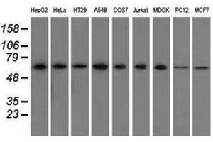 Image no. 1 for anti-Sorting Nexin 9 (SNX9) antibody (ABIN1501044) (SNX9 抗体)