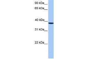 Western Blotting (WB) image for anti-Casein Kinase 2, alpha Prime Polypeptide (CSNK2A2) antibody (ABIN2459692) (CSNK2A2 抗体)