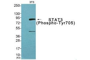Western Blotting (WB) image for anti-Signal Transducer and Activator of Transcription 3 (Acute-Phase Response Factor) (STAT3) (pTyr705) antibody (ABIN1847535) (STAT3 抗体  (pTyr705))