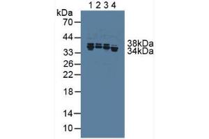 Figure. (HNRNPA1 抗体  (AA 2-372))