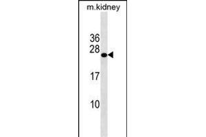 GRPEL2 Antibody (N-term) (ABIN1539025 and ABIN2838203) western blot analysis in mouse kidney tissue lysates (35 μg/lane). (GRPEL2 抗体  (N-Term))