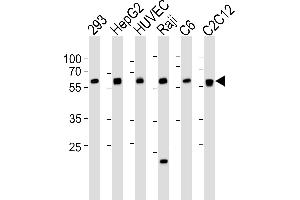 Western blot analysis of lysates from 293, HepG2, HUVEC, Raji, rat C6, mouse C2C12 cell line (from left to right), using SPHK1 Antibody  (ABIN391346 and ABIN2841367). (SPHK1 抗体  (AA 286-315))