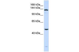 Western Blotting (WB) image for anti-ADAM Metallopeptidase with thrombospondin Type 1 Motif, 18 (ADAMTS18) antibody (ABIN2459683) (ADAMTS18 抗体)