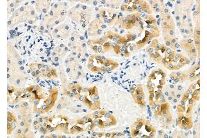 ABIN6262907 and ABIN6276982 at 1/100 staining Rat kidney tissue by IHC-P. (LAMP2 抗体  (C-Term))