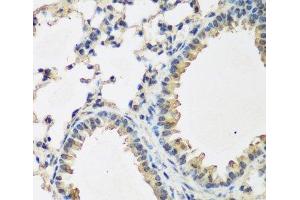 Immunohistochemistry of paraffin-embedded Mouse lung using BMP2 Polyclonal Antibody at dilution of 1:200 (40x lens). (BMP2 抗体)