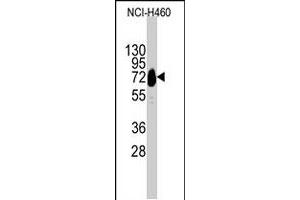 Western blot analysis of CDH10 polyclonal antibody  in NCI-H460 cell line lysates (35 ug/lane). (CDH10 抗体  (C-Term))
