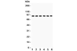 Western blot testing of Oct-1 antibody and Lane 1:  rat liver;  and human samples 2: placenta;  3: Jurkat;  4: HeLa;  5: A549;  6: SMMC-7721. (POU2F1 抗体  (AA 11-240))