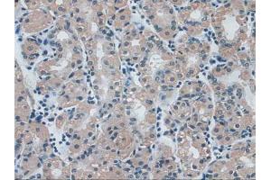 IHC-P analysis of Human Stomach Tissue, with DAB staining. (IDE 抗体  (AA 753-973))