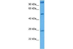 Host:  Mouse  Target Name:  BDNF  Sample Tissue:  Mouse Testis  Antibody Dilution:  1ug/ml (BDNF 抗体  (Middle Region))
