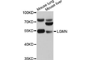 Western blot analysis of extracts of mouse lung and mouse liver cells, using LGMN antibody. (LGMN 抗体)
