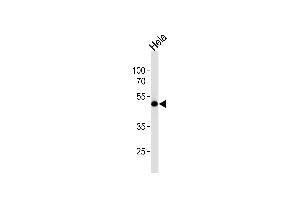 Western blot analysis of lysate from Hela cell line, using WWTR1 Antibody (C-term) (ABIN6243336 and ABIN6577794). (WWTR1 抗体  (C-Term))
