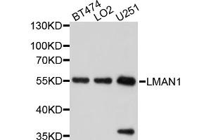 Western blot analysis of extracts of various cell lines, using LMAN1 antibody (ABIN5998142) at 1/1000 dilution. (LMAN1 抗体)