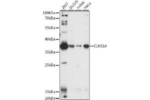 Western blot analysis of extracts of various cell lines, using CLNS1A antibody (ABIN6134287, ABIN6138737 and ABIN7101855) at 1:1000 dilution. (CLNS1A 抗体)