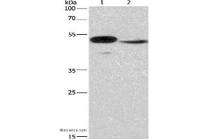 Western blot analysis of Mouse panceas tissue and NIH/3T3 cell, using IRF9 Polyclonal Antibody at dilution of 1:380 (IRF9 抗体)
