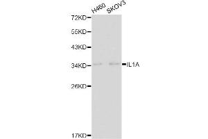 Western blot analysis of extracts of various cell lines, using IL1A antibody. (IL1A 抗体)