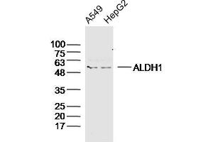 Human A549 and HepG2 cells probed with ALDH1 Polyclonal Antibody, unconjugated  at 1:300 overnight at 4°C followed by a conjugated secondary antibody at 1:20000 for 60 minutes at 37°C. (ALDH1A1 抗体  (AA 201-300))