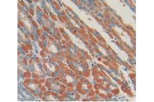 IHC-P analysis of Mouse Stomach Tissue, with DAB staining. (Urocortin 2 抗体  (AA 31-112))