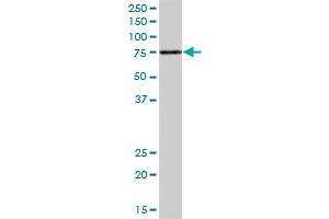 ACSS1 MaxPab polyclonal antibody. (ACSS1 抗体  (AA 1-689))