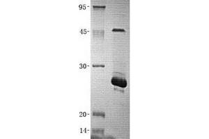 Validation with Western Blot (HSF2 Protein (Transcript Variant 2) (His tag))