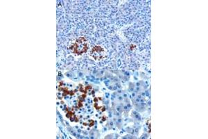 ABIN185408 (10µg/ml) staining of paraffin embedded Human Pancreas. (CCKAR 抗体  (Internal Region))