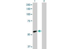 Western Blot analysis of NDOR1 expression in transfected 293T cell line by NDOR1 MaxPab polyclonal antibody. (NDOR1 抗体  (AA 1-597))