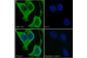 ABIN6391361 Immunofluorescence analysis of paraformaldehyde fixed NIH3T3 cells, permeabilized with 0. (Sonic Hedgehog 抗体  (C-Term))