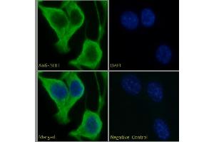ABIN6391361 Immunofluorescence analysis of paraformaldehyde fixed NIH3T3 cells, permeabilized with 0.