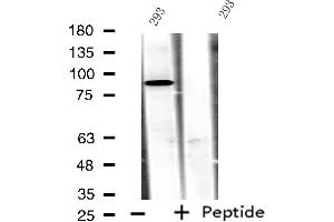Western blot analysis of extracts from 293 cells, using ADAM32 antibody. (ADAM32 抗体  (C-Term))