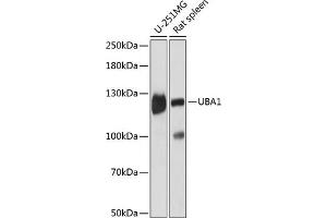 Western blot analysis of extracts of various cell lines, using UB antibody (2359) at 1:3000 dilution. (UBA1 抗体  (AA 300-600))