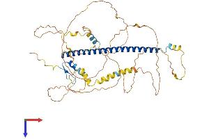 CREB5 Protein (AA 1-508) (His tag)