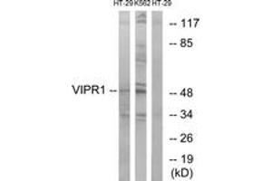 Western blot analysis of extracts from HT-29/K562 cells, using VIPR1 Antibody. (VIPR1 抗体  (AA 332-381))