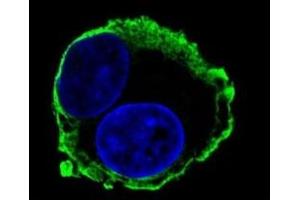 Immunofluorescence (IF) image for anti-Matrix Metallopeptidase 14 (Membrane-inserted) (MMP14) (AA 470-499) antibody (ABIN3031714)