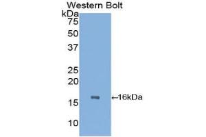 Western Blotting (WB) image for anti-Transthyretin (TTR) (AA 21-150) antibody (ABIN1078612) (TTR 抗体  (AA 21-150))