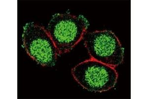Immunofluorescence (IF) image for anti-Paired Box 6 (PAX6) (AA 183-210) antibody (ABIN3032129)