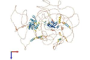 CRAMP1 (AA 1-1285) protein (His tag)