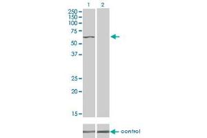 Western blot analysis of TNIK over-expressed 293 cell line, cotransfected with TNIK Validated Chimera RNAi (Lane 2) or non-transfected control (Lane 1). (TNIK 抗体  (AA 1-110))
