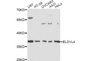 Western blot analysis of extracts of various cell lines, using ELOVL4 antibody (ABIN1872523) at 1:3000 dilution. (ELOVL4 抗体)