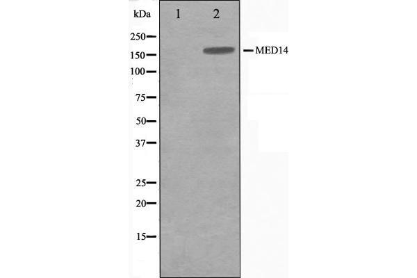 MED14 抗体  (Internal Region)