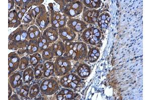 IHC-P Image MGAT3 antibody [N3C3] detects MGAT3 protein at cytoplasm in mouse intestine by immunohistochemical analysis. (MGAT3 抗体)