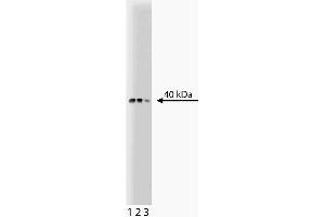 Western blot analysis of Bub3 on a SW13 lysate. (BUB3 抗体  (AA 4-16))